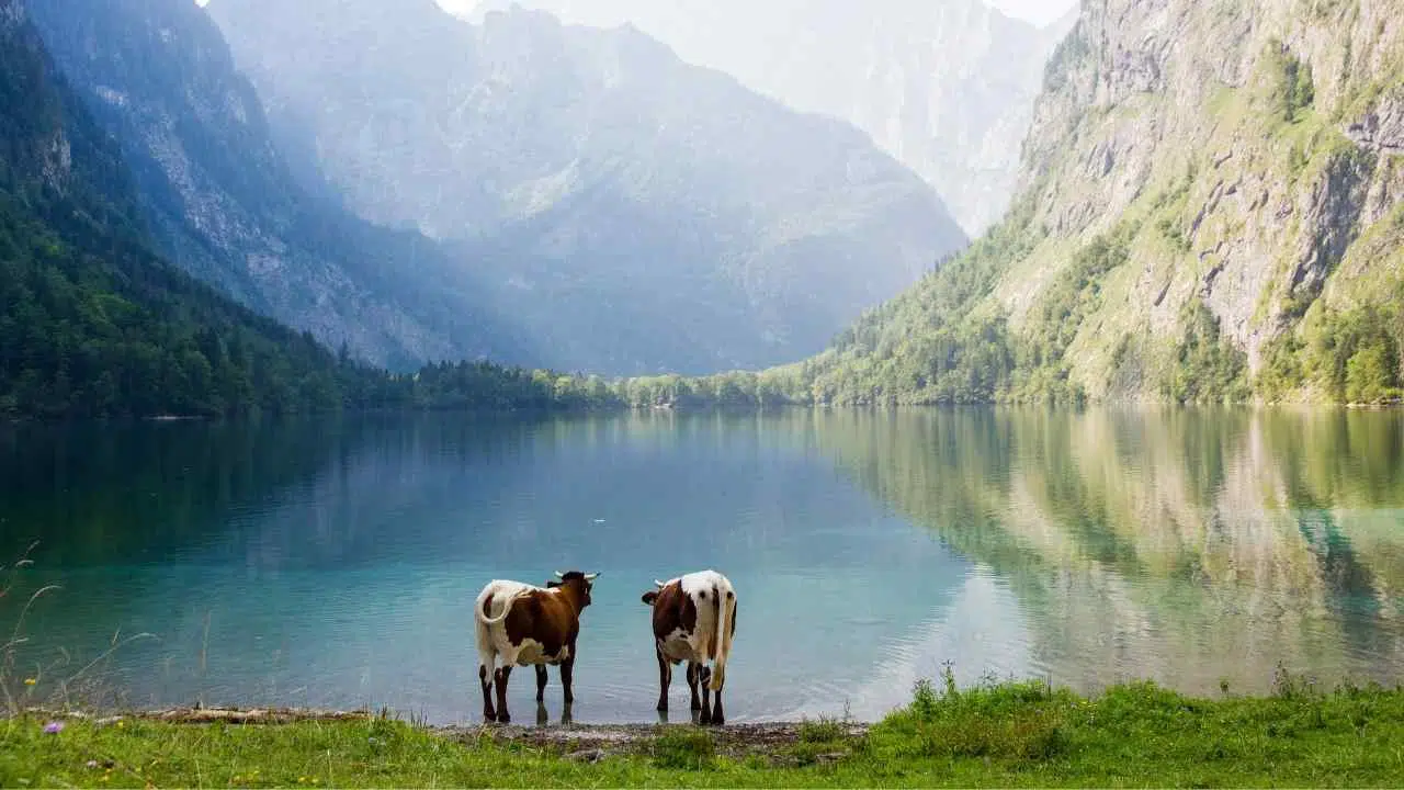 Zwei Kühe stehen am Obersee